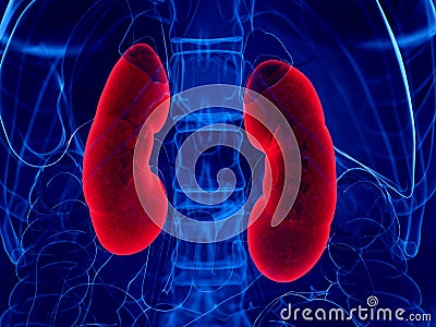 A womans kidneys Cartoon Illustration