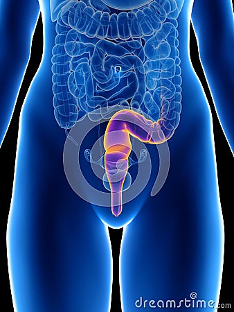 A womans rectum Cartoon Illustration