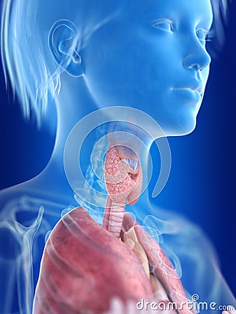 A womans thyroid gland Cartoon Illustration