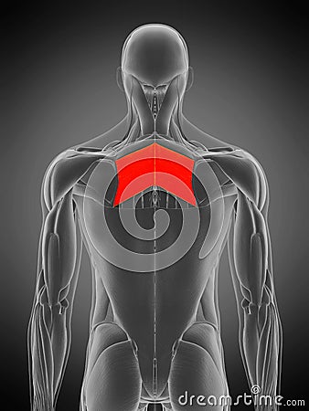 Rhomboid major Cartoon Illustration