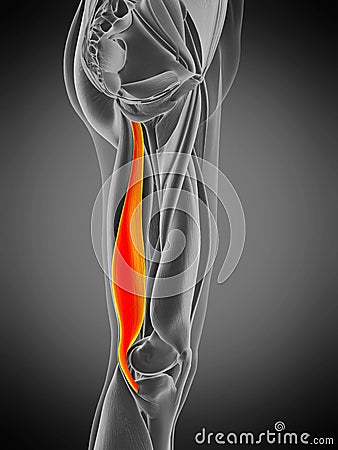 anatomy illustration - semimembranosus Cartoon Illustration