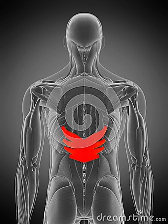 Serratus posterior inferior Cartoon Illustration