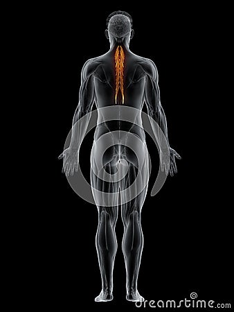 The semispinalis thoracis Cartoon Illustration