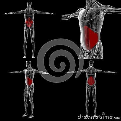 3d rendering Abdominal Muscle Anatomy Stock Photo