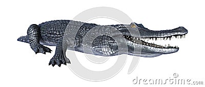 3D Rendering Alligator Caiman on White Stock Photo