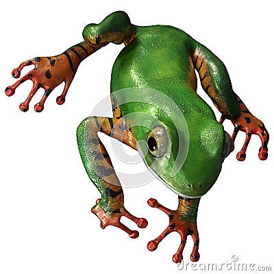 3D Rendering Amazon Tree Frog on White Stock Photo