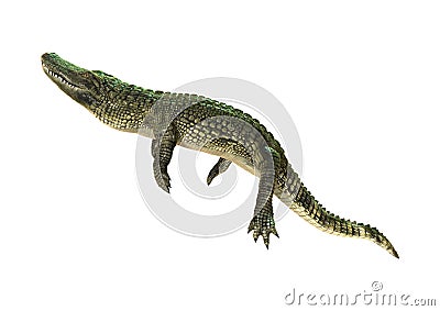 3D Rendering American Alligator on White Stock Photo