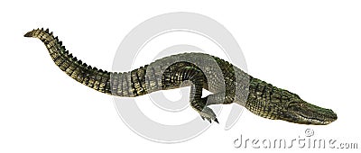 3D Rendering American Alligator on White Stock Photo
