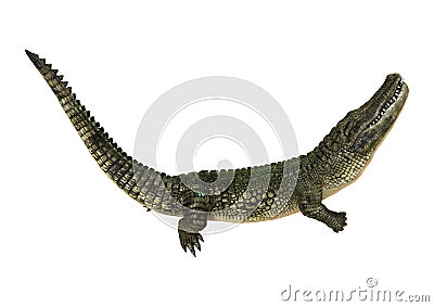 3D Rendering American Alligator on White Stock Photo