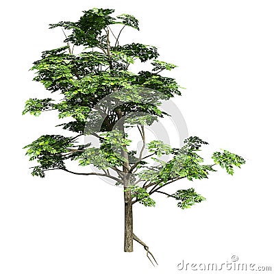 3D Rendering Ash Tree on White Stock Photo