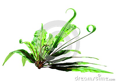 3D Rendering Harts Tongue Fern on White Stock Photo