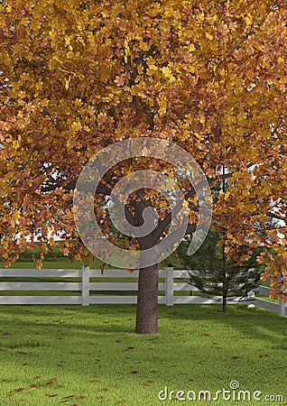 3D Rendering Maple Tree in Garden Stock Photo