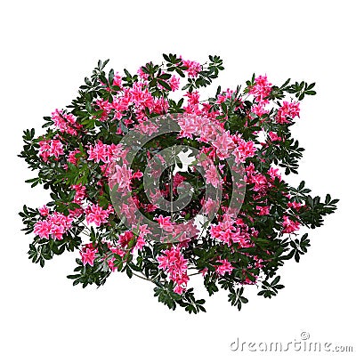 3D Rendering Azalea Flowers on White Stock Photo