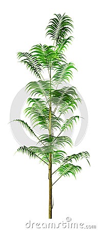 3D Rendering Bamboo Palm on White Stock Photo