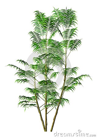 3D Rendering Bamboo Palm on White Stock Photo