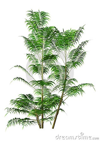 3D Rendering Bamboo Palm on White Stock Photo