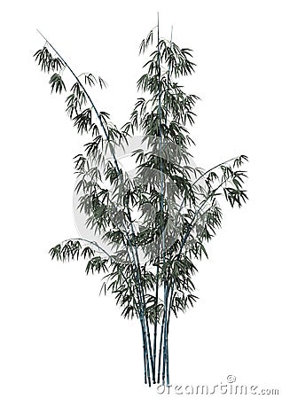 3D Rendering Bamboo Tree on White Stock Photo