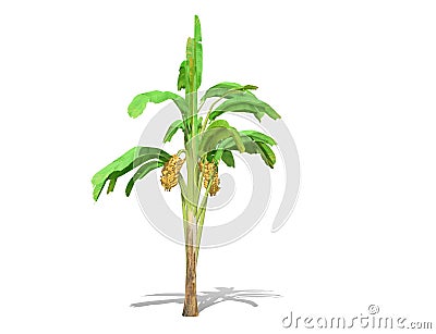 3D rendering - Banana tree isolated over a white background Cartoon Illustration