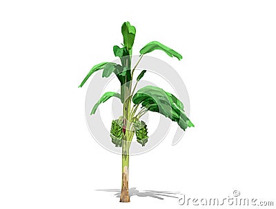 3D rendering - Banana tree isolated over a white background Cartoon Illustration