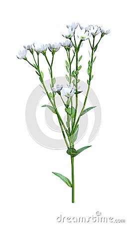 3D Rendering Berteroa Incana Flowers on White Stock Photo