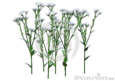 3D Rendering Berteroa Incana Flowers on White Stock Photo