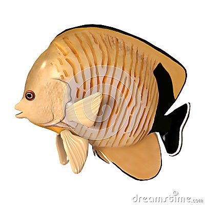 3D Rendering Blacktail Angelfish on White Stock Photo