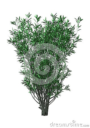 3D Rendering Bush Oleander with Flowers on White Stock Photo