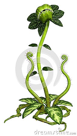 3D Rendering Carnivorous Plant on White Stock Photo