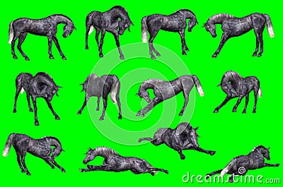 Collection of arabian horse poses Stock Photo