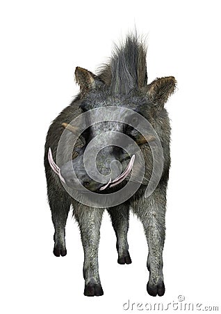 3D Rendering Common Warthog on White Stock Photo