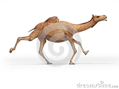 3d rendering concept of camel running on white background with shadow Stock Photo