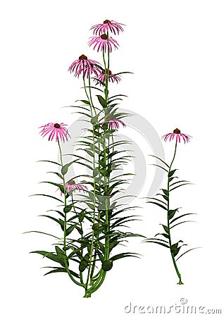 3D Rendering Cone Flowers on White Stock Photo