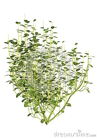 3D Rendering Cornus Bush on White Stock Photo