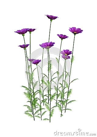 3D Rendering Cosmos Flowers on White Stock Photo