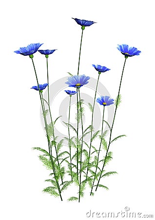 3D Rendering Cosmos Flowers on White Stock Photo