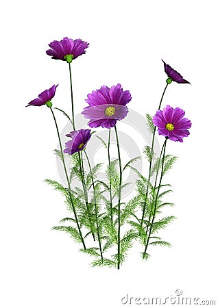 3D Rendering Cosmos Flowers on White Stock Photo