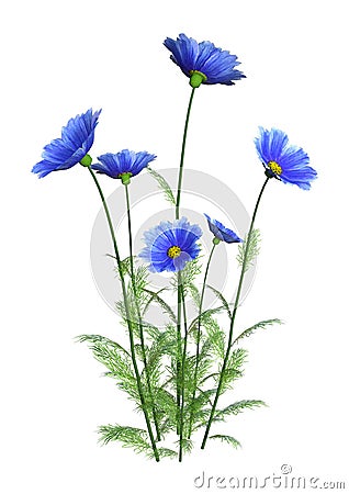 3D Rendering Cosmos Flowers on White Stock Photo
