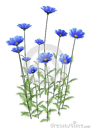 3D Rendering Cosmos Flowers on White Stock Photo