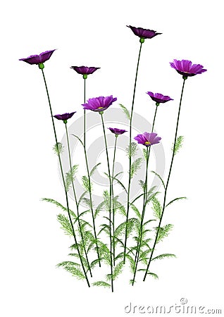 3D Rendering Cosmos Flowers on White Stock Photo