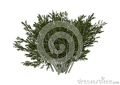 3D Rendering Creosote Bush on White Stock Photo