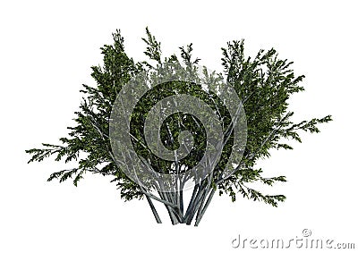 3D Rendering Creosote Bush on White Stock Photo