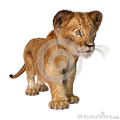 3D Rendering Lion Cub on White Stock Photo