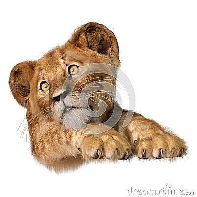 3D Rendering Lion Cub on White Stock Photo