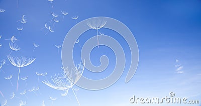 3d rendering of dandelion blowing silhouette. Flying blow dandel Stock Photo