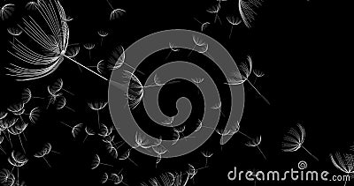 3d rendering of dandelion blowing silhouette. Flying blow dandel Stock Photo