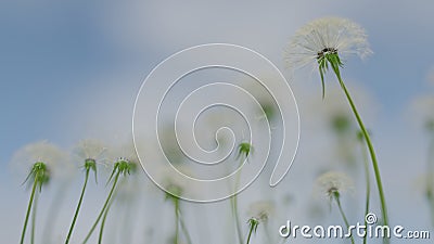 3d rendering dandelion flowers in blooming nature scene Stock Photo