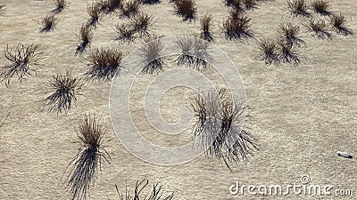 3D rendering of desert bushes Stock Photo