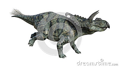 3D Rendering Dinosaur Albertaceratops on White Stock Photo