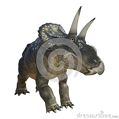 3D Rendering Dinosaur Diceratops on White Stock Photo