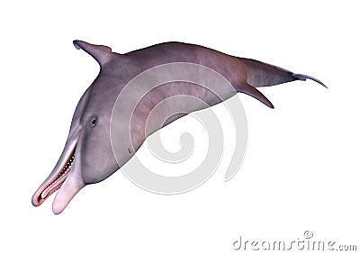 3D Rendering Dolphin on White Stock Photo